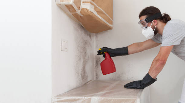 Professional Basement Mold Removal technician working in San Antonio, TX