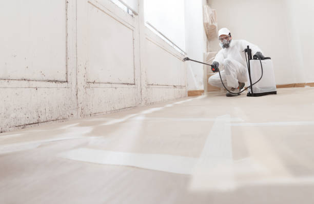 24/7 Emergency Basement Mold Removal experts in San Antonio, TX