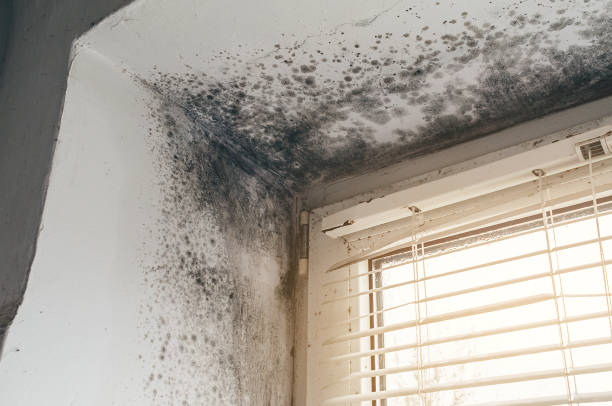 Affordable Basement Mold Removal solutions in San Antonio, TX