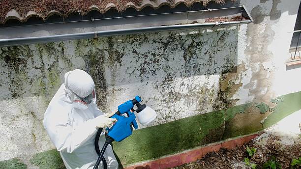 Top rated local Basement Mold Removal specialists in San Antonio, TX